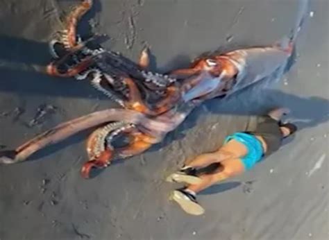 Giant Squid Washes Ashore In South Africa Nexus Newsfeed