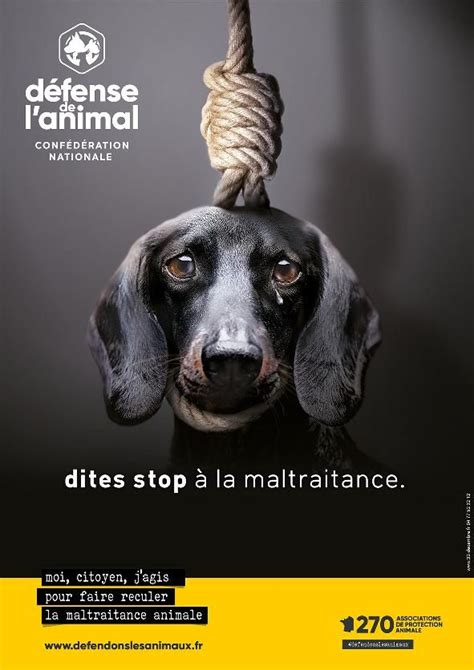 Pin On Image Animaux