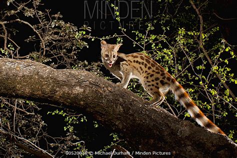 Panther Genet Stock Photo Minden Pictures