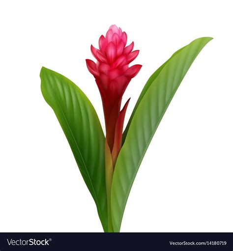 Vector Tropical Plant Red Ginger Flower Or Alpinia Purpurata Isolated
