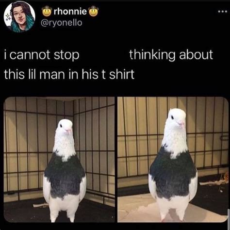 The Best Pigeon Memes Memedroid