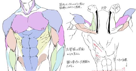 🤘筋肉の描き方🤘 マッチョな男性のイラストの書き方【講座】