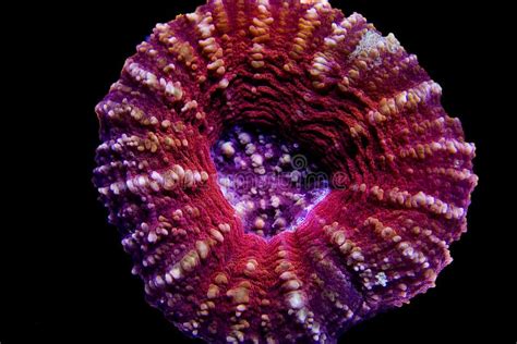 Australian Scolymia Coral Homophyllia Australis Stock Photo Image