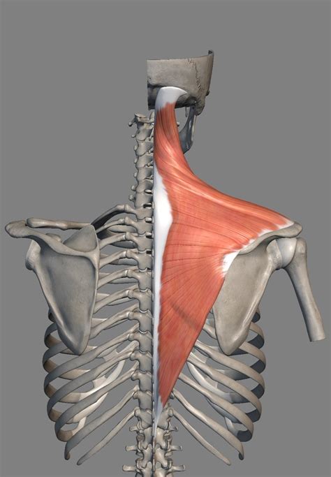 Диаграмма Трапециевидная мышца спины Quizlet
