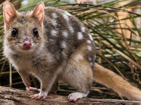37 Eastern Quoll Facts 2024
