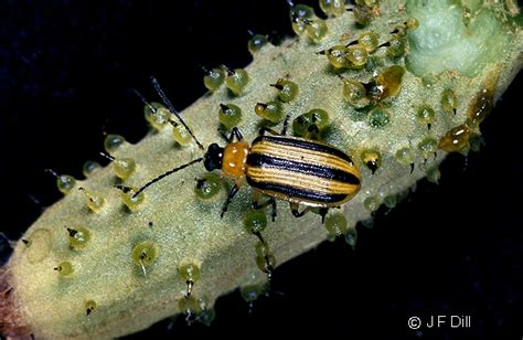 Striped Cucumber Beetle Home And Garden Ipm From Cooperative