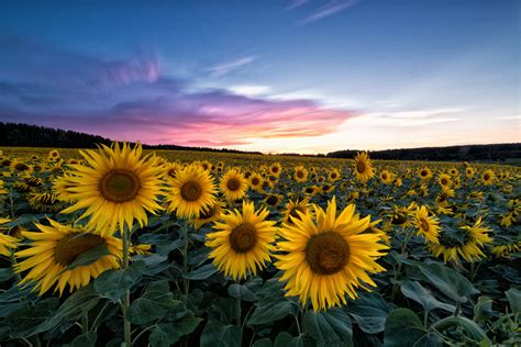 Bild tabloid vending machine in germany. Sonnenblumen Foto & Bild | fotos, nature, sunset Bilder ...