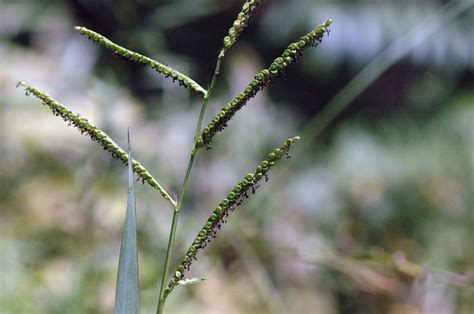 Field Biology In Southeastern Ohio Pass The Grass Centipede Grass