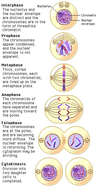Mitosis is the process by which a cell separates its duplicated chromosomes inside its cell nucleus into two identical sets of chromosomes. Biology @ TASIS: December 2007