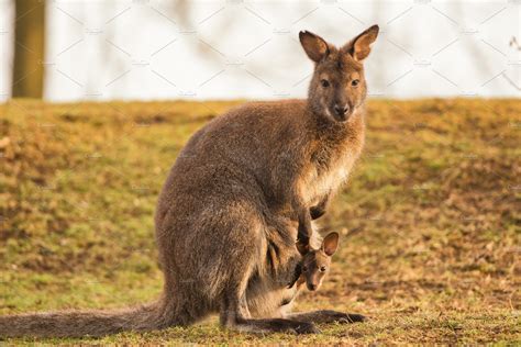 Kangaroo Mother With A Baby Animal Stock Photos ~ Creative Market