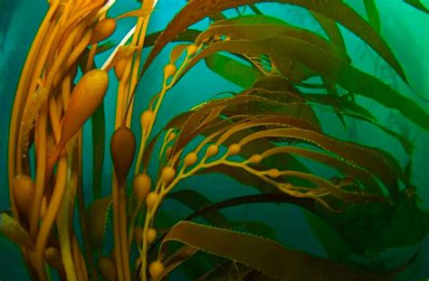 Kelp Flow Kelp Kelp Forest Underwater Plants