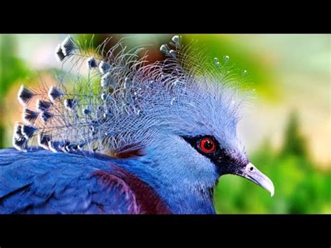 Most Beautiful Birds On The Planet Youtube