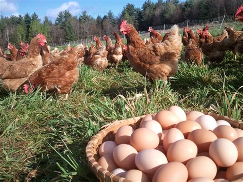 Pasture Raised Eggs — Jericho Settlers Farm Inc