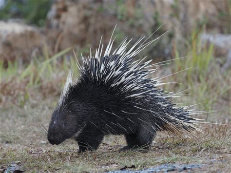Illegal Hunting And Exploitation Of Porcupines For Meat And Medicine In