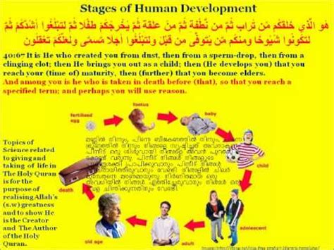 The three stages of a dolphins growth is stage 1:a calf stage 2: Stages of Human Development - YouTube