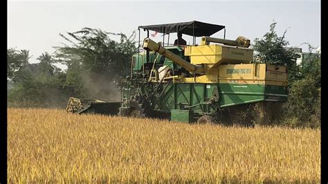 Harvesting Paddy Grain Rice At My Land In Tamil Nadu Youtube