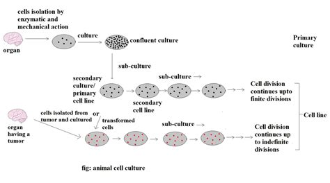 Animal Cell Culture Introduction Types Methods And Applications