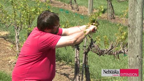 Vines can still be used, in addition to moss blocks. Pruning Grapevines - YouTube