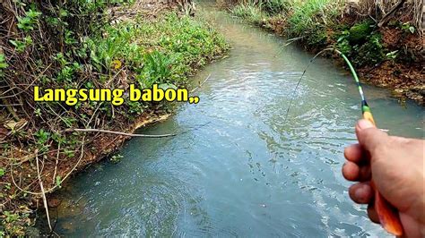 Mancing Ikan Wader Di Air Keruh Sehabis Hujan Strike Terus Youtube