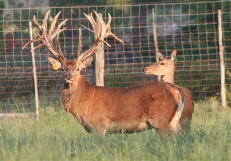 Raising Exotic Deer In Texas Image Of Deer Ledimageco