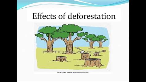 Deforestation`s Causes And Effects Youtube