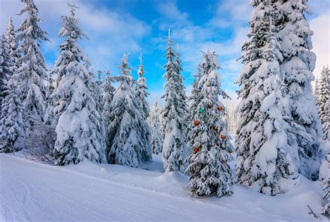 Christmas Decorations On Snow Covered Pine Trees In The Coniferous
