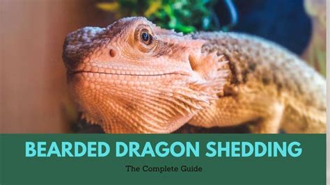 Bearded Dragon Shedding The Complete Guide Reptile Answers