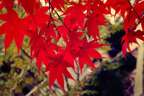 Red Leaves Ginger Harrington