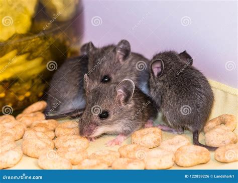 Baby House Mice Loose In A Kitchen Cabinet Stock Photo Image Of Baby