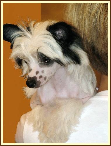 Chinese Crested Reliant Dog Shows Adorable Seen Ringsid Flickr