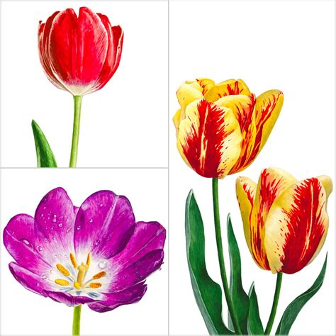There Are So Many Gorgeous Tulips To Choose From Which Colour Will You