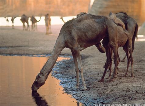 Camel lips are so thick that they can grasp leaves, thorns and other vegetation without losing moisture off their tongues [source: Interesting facts about camels | Just Fun Facts