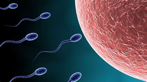 Rencontre Entre Un Spermatozoide Et Un Ovule