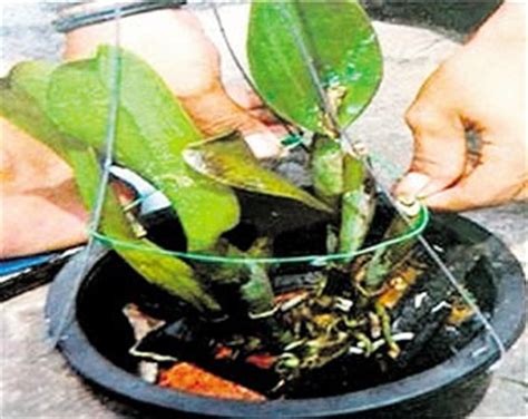 Sediakan arang yang boleh dibeli di nurseri. Menjana Arah Tuju Sendiri: Tanam Orkid