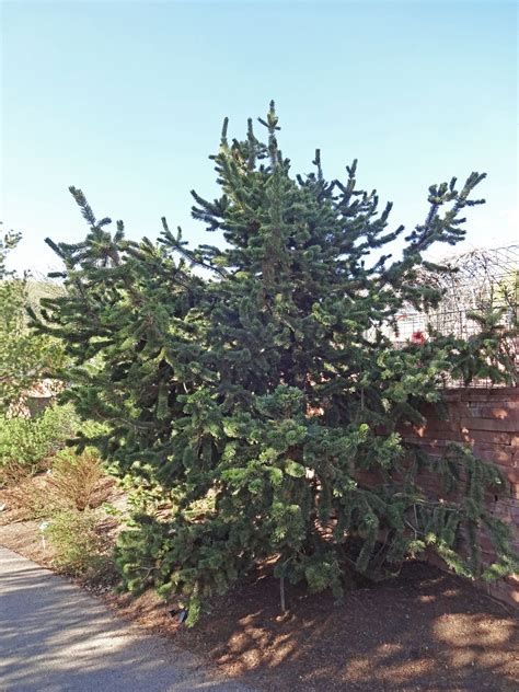 Bristlecone Pine Pinus Aristata Small Tree Seedling