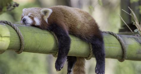 11 Fun Facts About Animals With The Most Unusual Sleeping Habits Goodnet