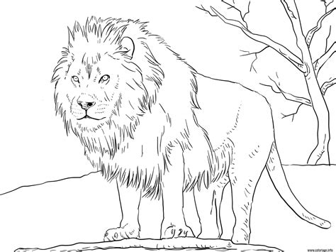 Coloriage Male African Lion Dessin Lion à Imprimer