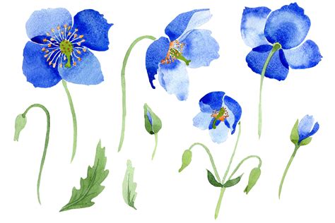 Ultramarine Poppies Blue Flower Watercolor Png By Mystocks Thehungryjpeg