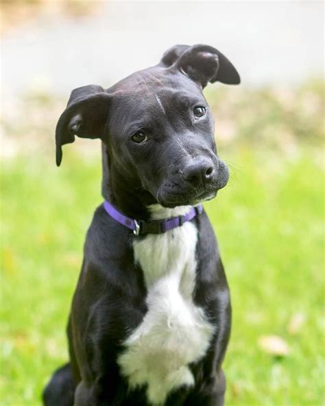 Tux The Great Dane Labrador Mix Puppies Labrador Mix Great Dane