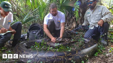 Florida Nabs Largest Python Ever Found In State Bbc News