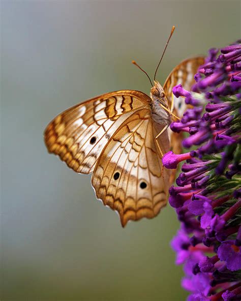White Peacock Butterfly Photograph By Wes And Dotty Weber Pixels
