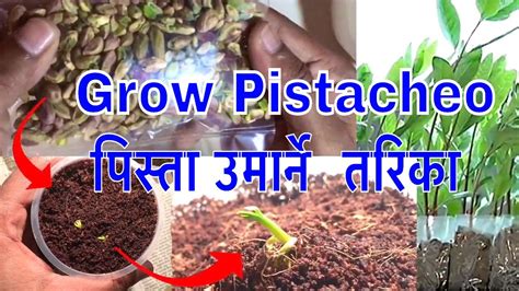 How To Grow Pistachio Plant Form Grocery Pistachio At Home Youtube
