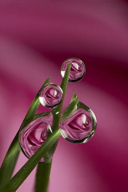 Dewdrop Roses Rain Drops Dew Drops Photography