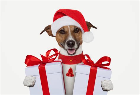 Christmas T Guide For Dogs