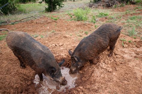 Managing Hogs Or Managing the Damage? | Texas Wildlife ...