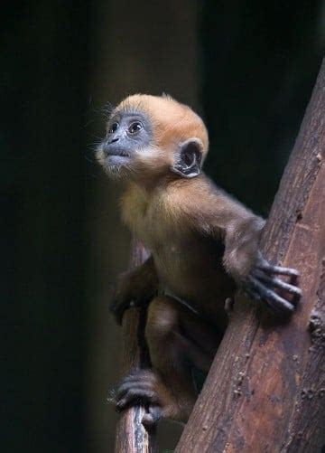 Fotos De Monos Bebes Para Descargar En Facebook Imagenes Del Medio