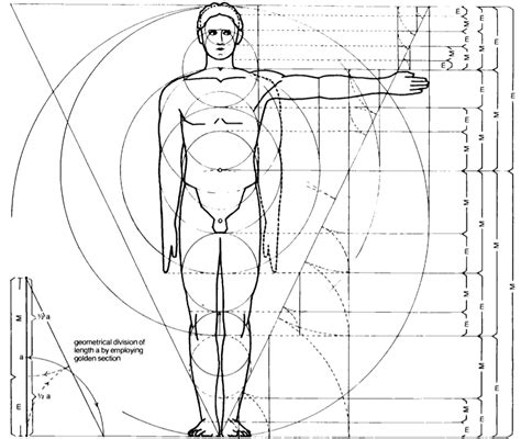 Phi In The Human Body Sacred Geometry