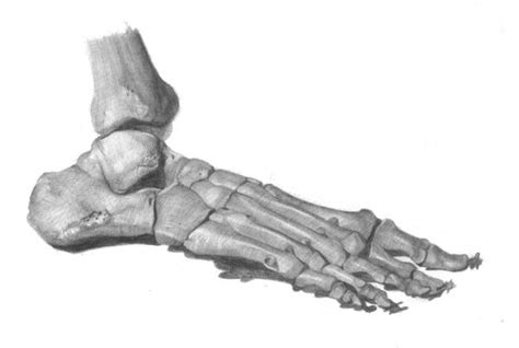 Drawing Basics Understanding Anatomy By Drawing The Foot Artists Network