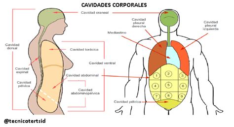 Cavidades Del Cuerpo Humano Mientos