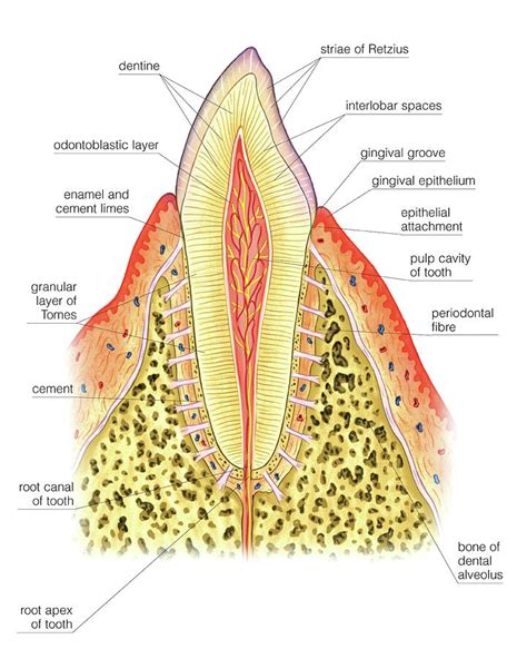 Structure Of Incisor Tooth Photograph By Asklepios Medical Atlas Pixels